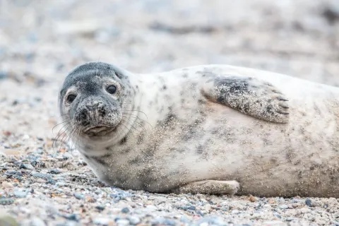 Foka szara leżąca na plaży